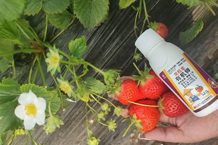 哪些食物中含卵磷脂