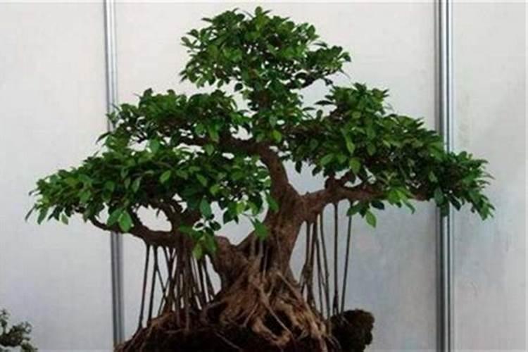 黑金氮对玉米的作用是什么