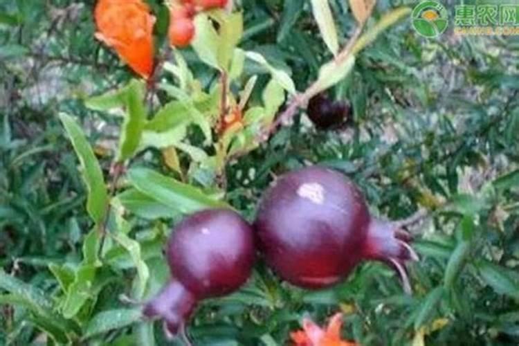 石榴浇什么肥料合适