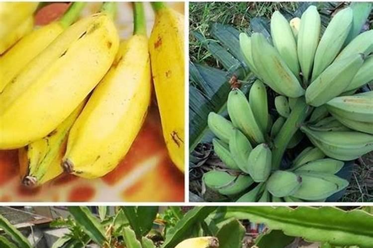 长寿花能用复合肥吗