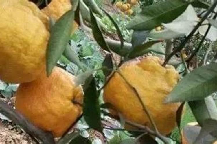 油菜枯可以种花吗