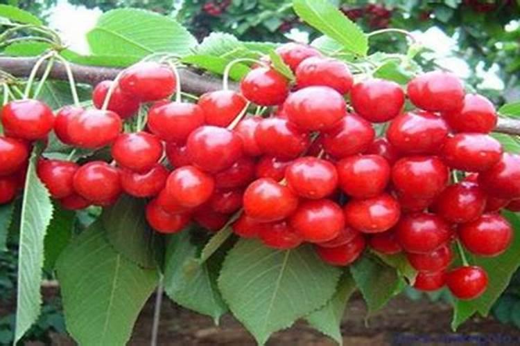 为什么樱桃喷坐果药要浇水施肥？