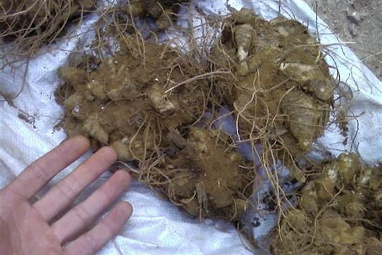 养花用有机肥好还是复合肥好