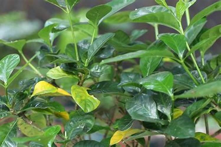 纳豆在中国叫什么