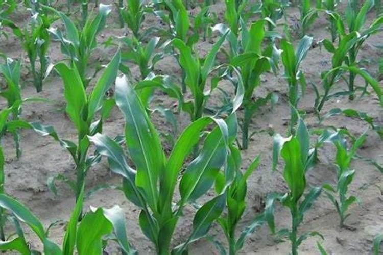 胺鲜酯的优点和缺点？