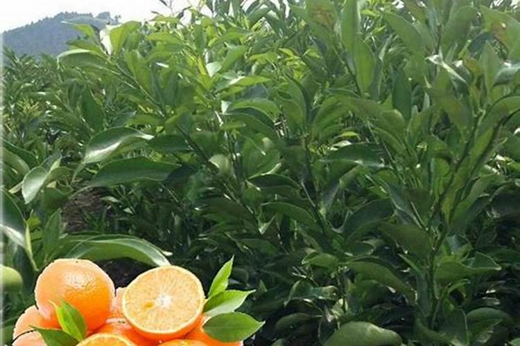 玉米几叶打磷酸二氢钾最好