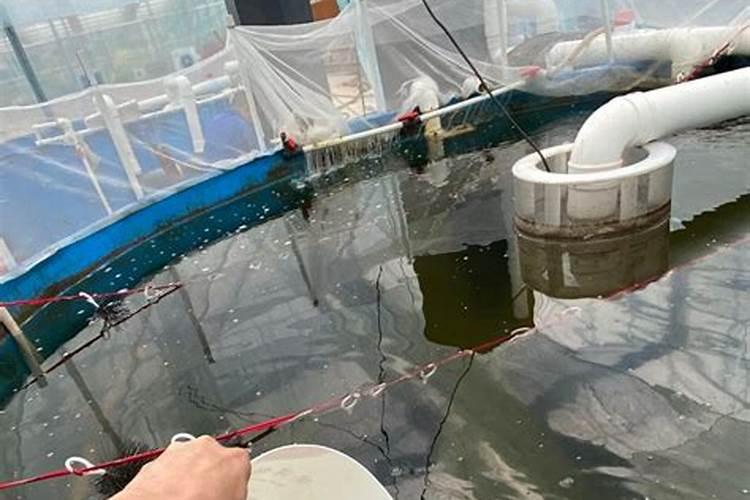 沼泽过滤的优点和缺点