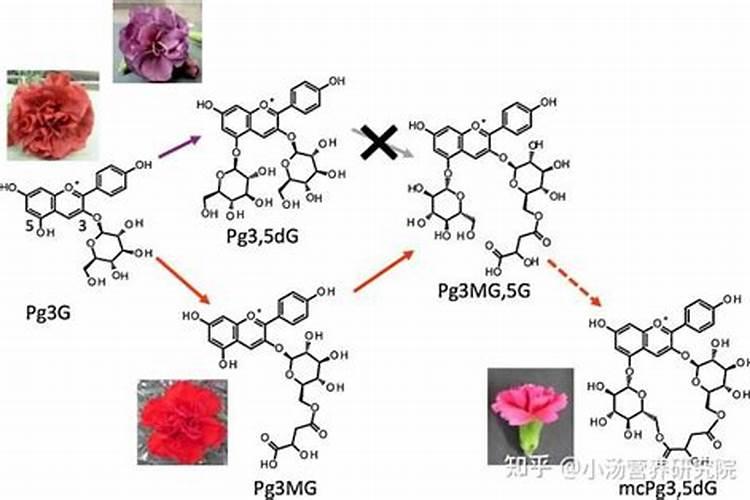 太阳花几天浇一次水 如何给太阳花浇水