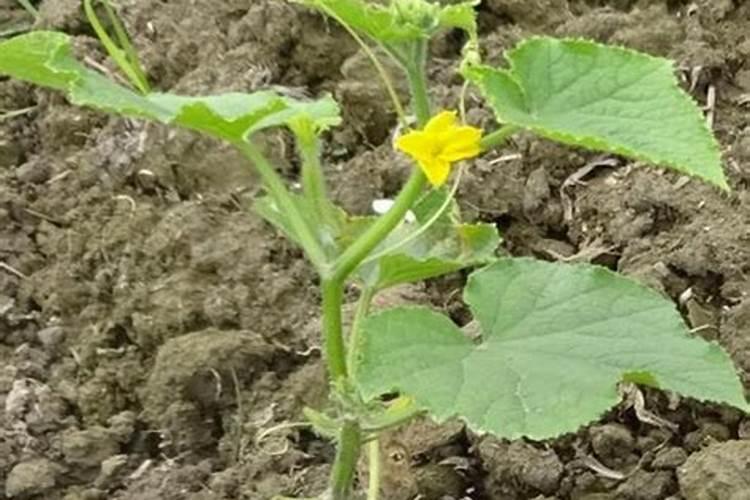 黄瓜喷什么叶面肥茎杆粗壮