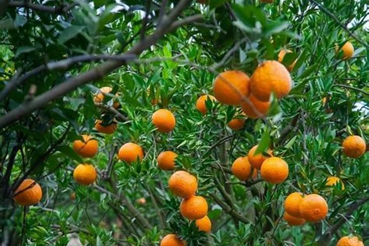 侯氏制碱法的碱是什么