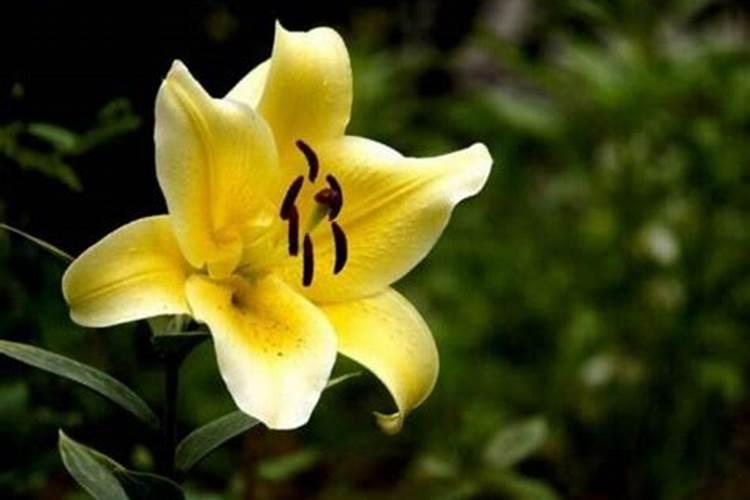 百合花施什么肥料最好;养花怎么施肥花才养得好