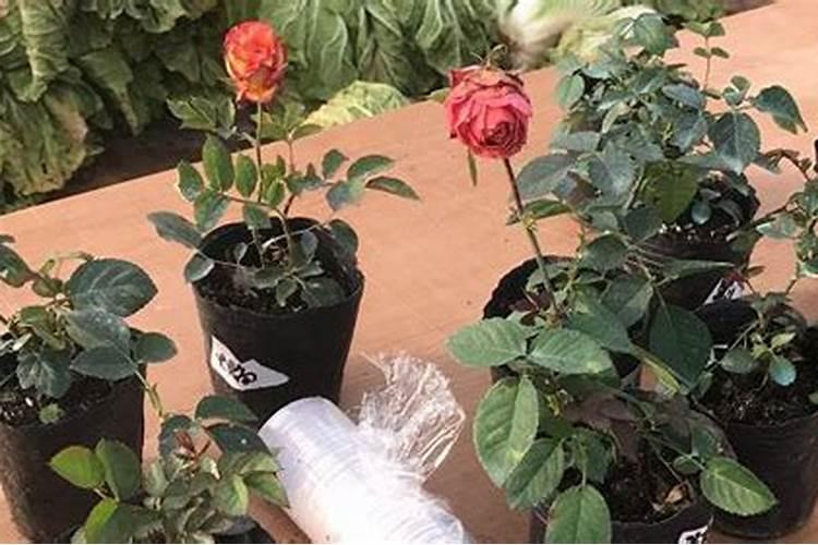 月季花夏季施什么肥好