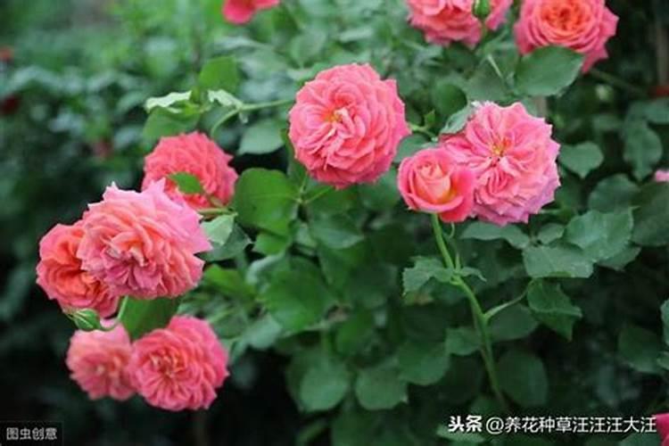 月季花夏季施什么肥好