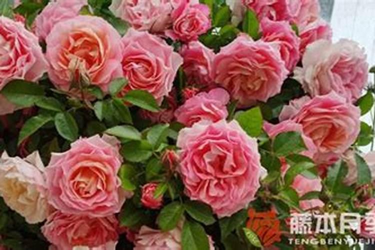 7月养月季,做到“4勤”,让它不断长新枝开花