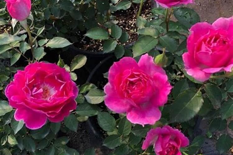 月季花施什么肥料较好