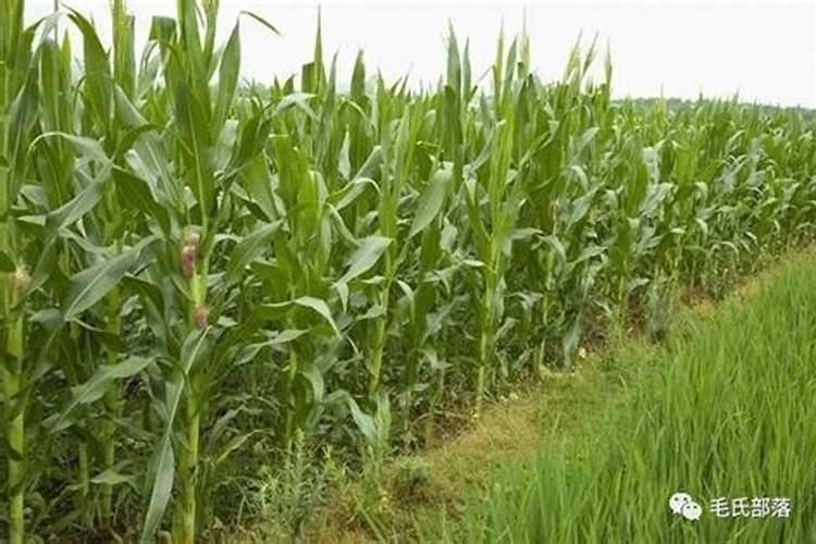 硼肥喷码01/21/10/2009是什么意思？