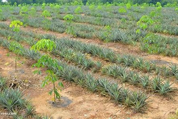 种植大量元素是什么意思？
