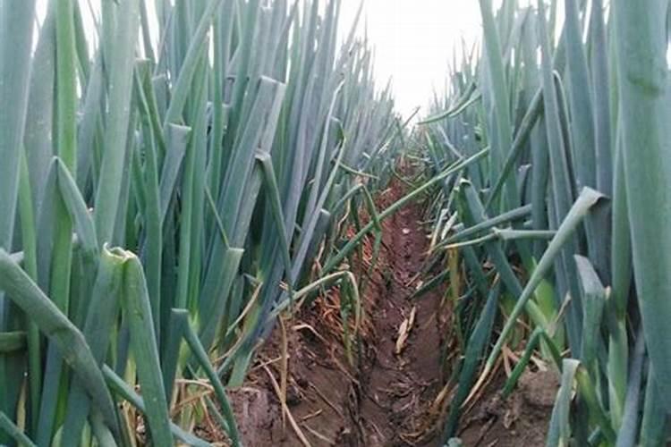 水溶肥怎么使用 水溶肥正确使用方法