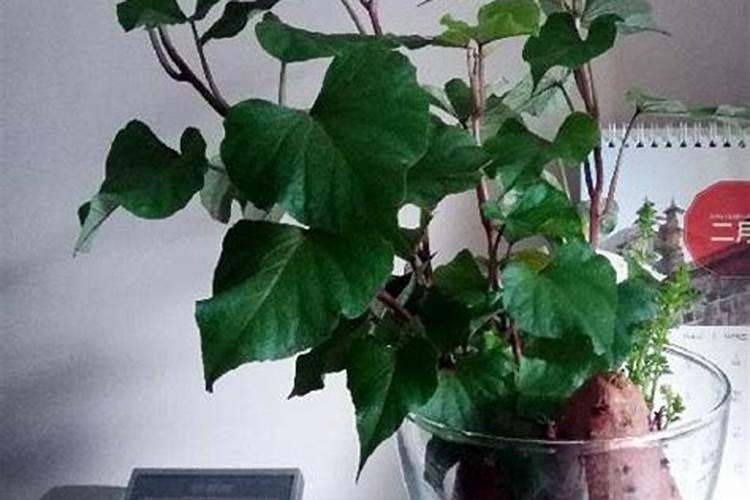 种红薯如何使用钾肥