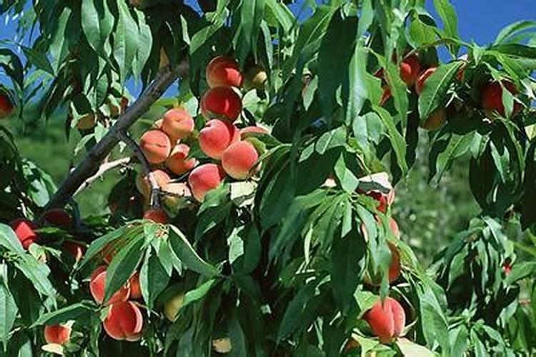 怎么施肥,才能使桃子膨大、增甜效果好？