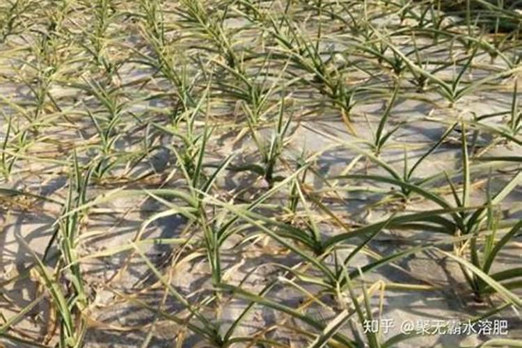 大蒜几月份用高钾水溶肥？