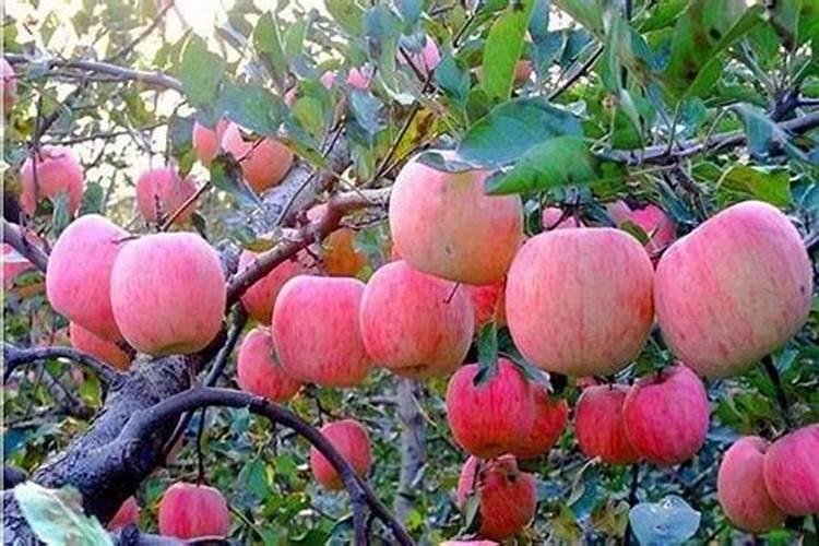 芸苔素内脂怎么用？