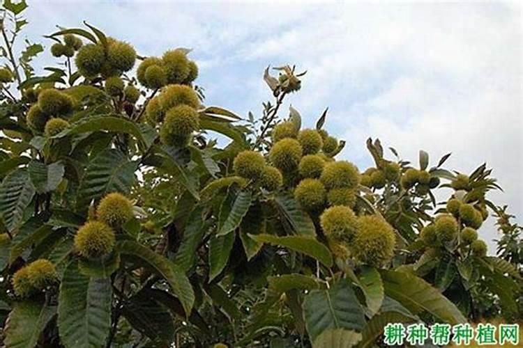 板栗的高产种植技术 板栗周年怎么管理