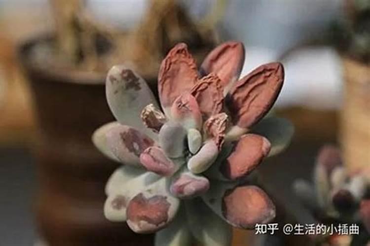 多肉植物施什么肥容易爆盆