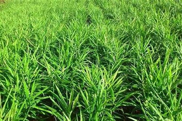 大姜出芽10厘米用什么肥好