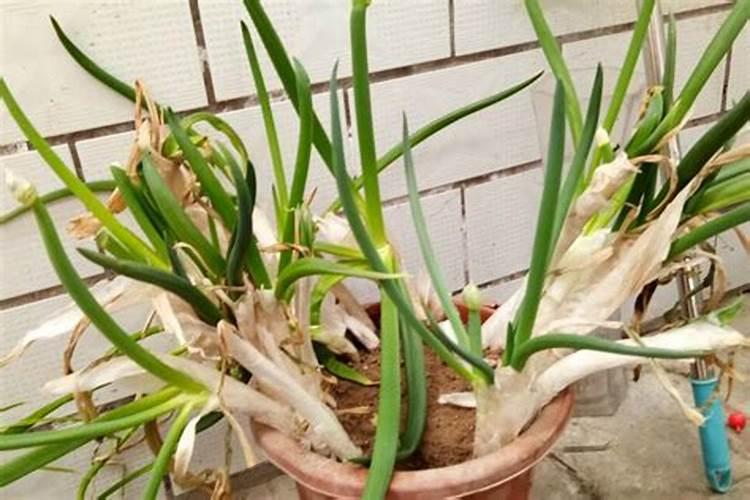 青菜施肥用复合还是尿素