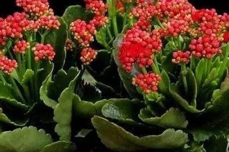 红薯打什么药高产