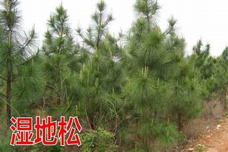 ...时期对营养元素要求也是不一样的,那么如何正确的施肥？