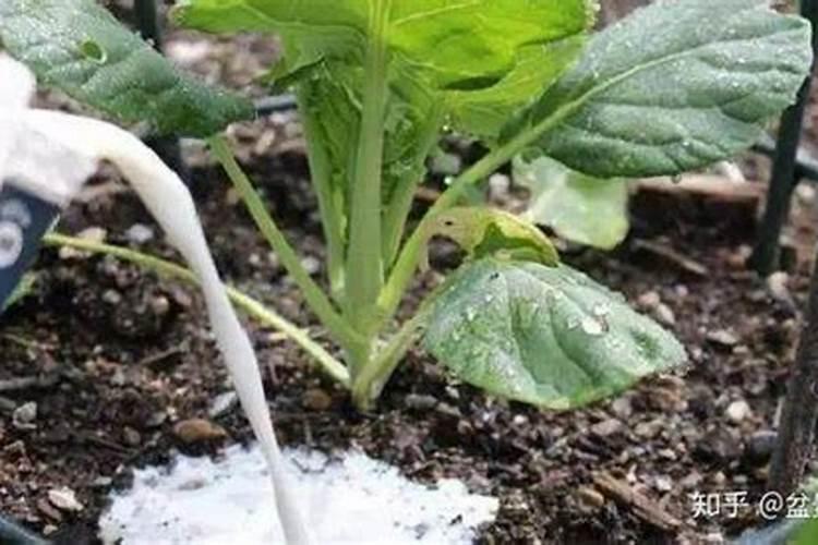 草莓什么时间施肥？