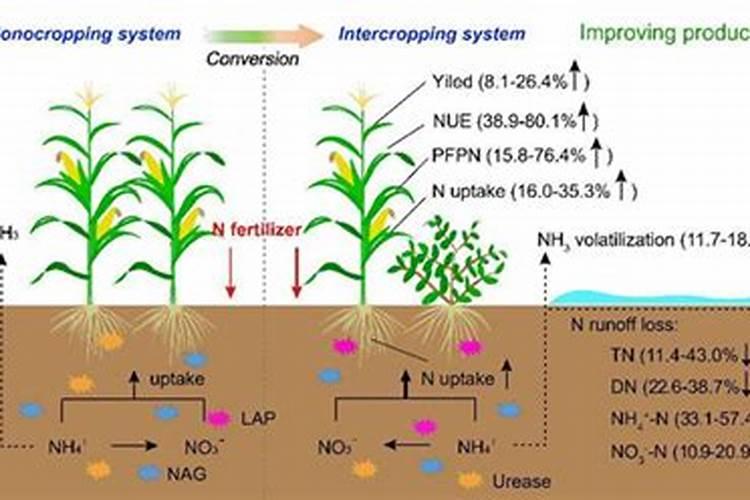 钙镁磷肥的施用方法及注意事项有哪些？