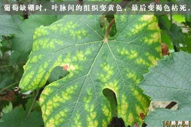 什么肥料促进根系生长