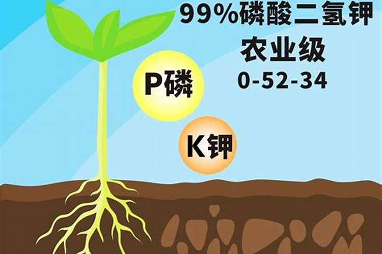 大蒜什么时候追肥？