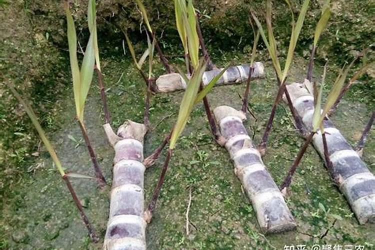 玉米缺硼的形态是怎样的？