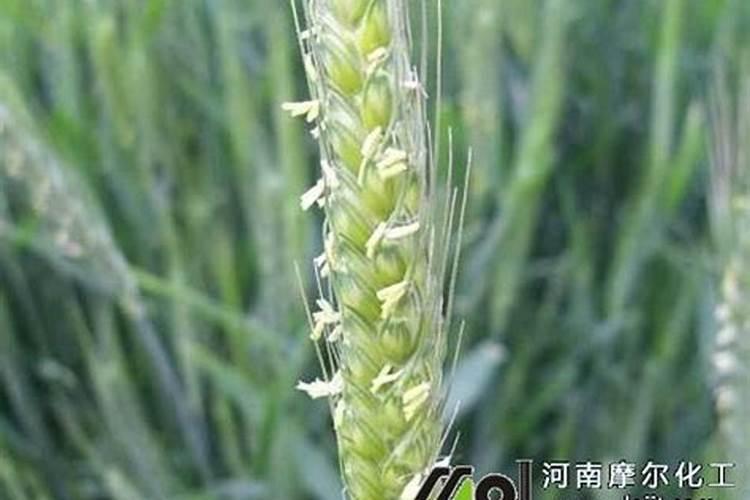 棉花结桃主要用什么肥料