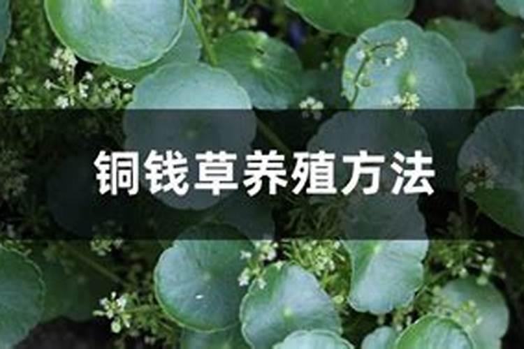 硼肥作用与功效和使用方法