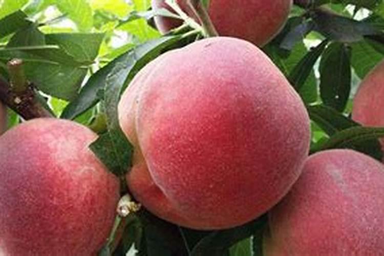 蟠桃裂果怎么办