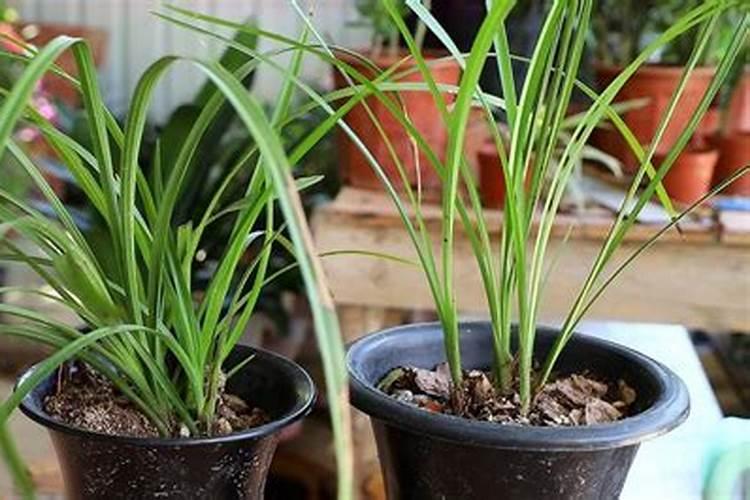 兰花浇什么肥料合适