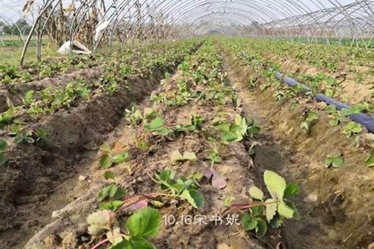 生姜膨大素什么时候使用合适