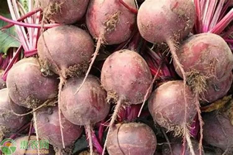 玉米后期追什么肥料好