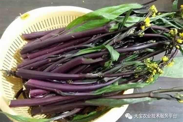 枇杷树用什么肥料最好