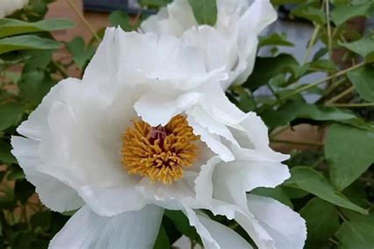 葡萄糖做叶面肥有效吗