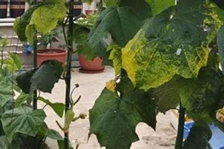 有机铜和无机铜的区别