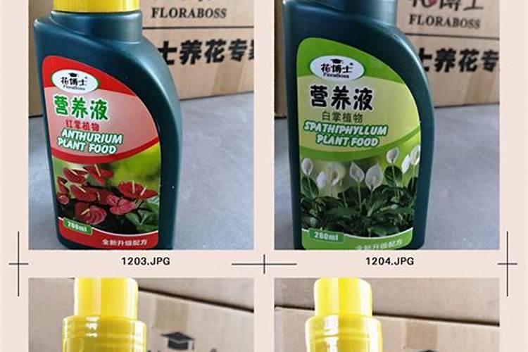 盆栽观叶植物用什么肥