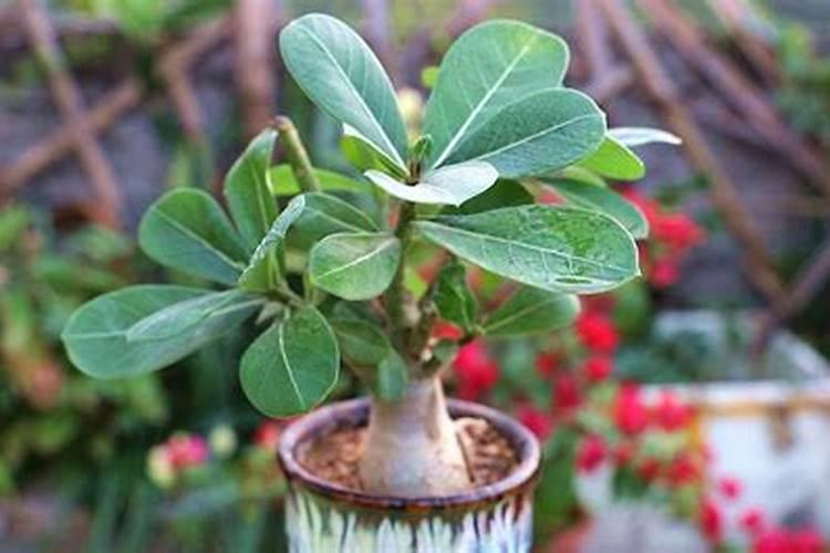 沙漠玫瑰怎样施肥