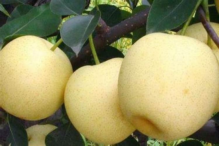 皇冠梨施肥时间