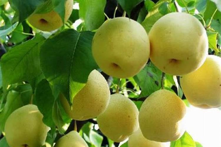 皇冠梨膨果期10天施一次肥可以吗？